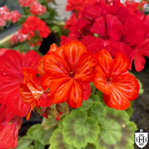 Pelargonium 'Mere Casino' - Pelargoon 'Mere Casino' P9/0,55L